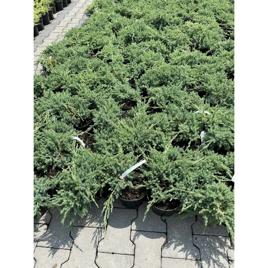 Kék kúszó boróka  JUNIPERUS SQUAMATA BLUE CARPET K2
