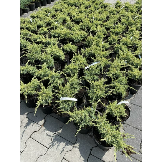 Himalájai törpeboróka JUNIPERUS SQUAMATA HOLGER K2