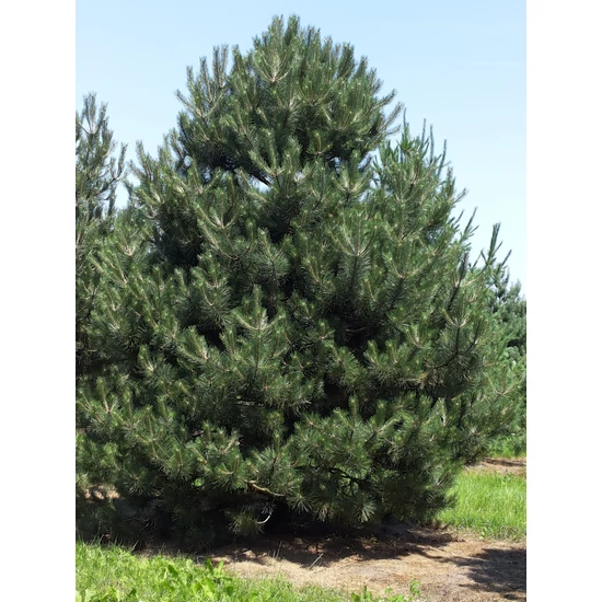 Feketefenyő    PINUS NIGRA K3