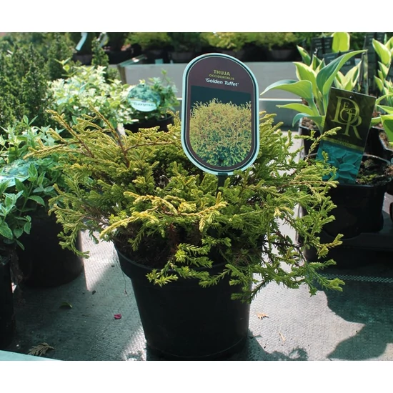 Aranylombú törpe tuja  THUJA OCCIDENTALIS GOLDEN TUFFET 20/25 K2