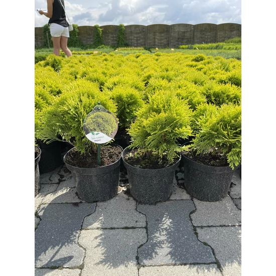 Törpe arany gömb tuja THUJA OCCIDENTALIS MIRJAM K2