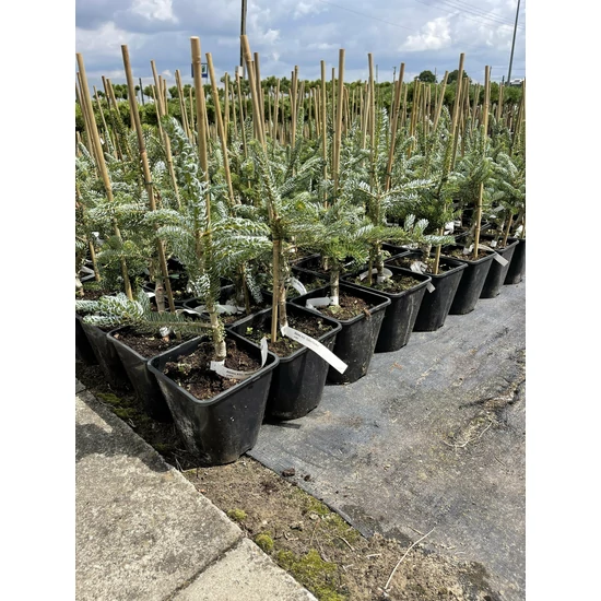 Koreai jegenyefenyő   ABIES KOREANA SILBERLOCKE K3