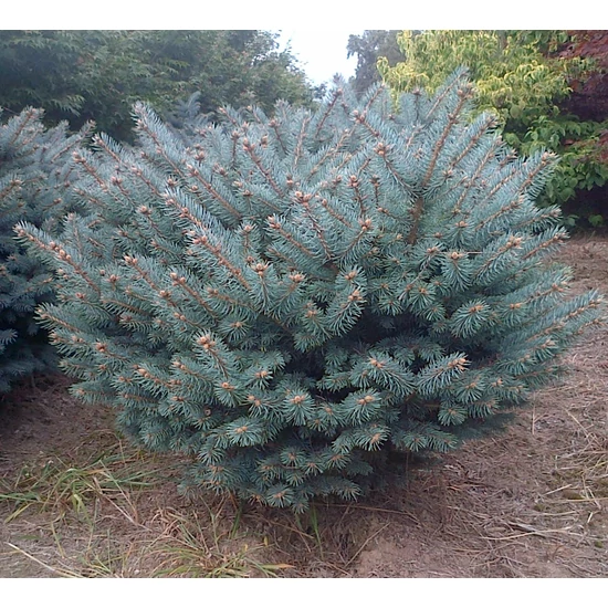Gömb ezüstfenyő   PICEA PUNGENS GLAUCA GLOBOSA T30 K3