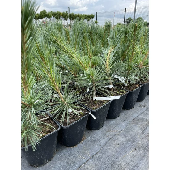 Nevadai cirbolyafenyő   PINUS FLEXILIS VANDERWOLF'S PYRAMID K3