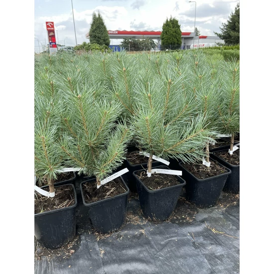 Törpe erdeifenyő PINUS SYLVESTRIS WATERERI K3