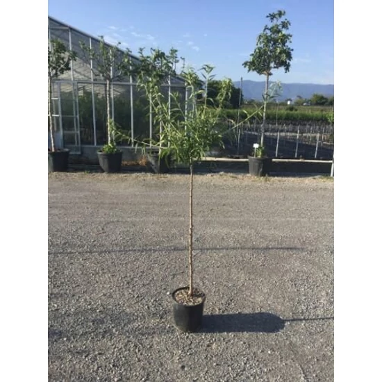 Supernova mandula PRUNUS AMYGDALUS SUPERNOVA K10