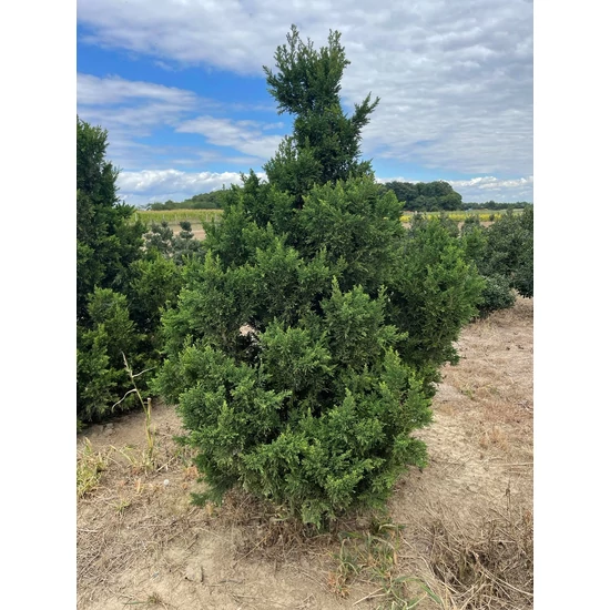 Hinoki hamisciprus CHAMAECYPARIS OBTUSA DRAHT 175/200*