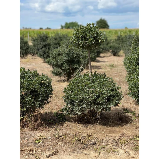 Kékeslevelű magyal ILEX MESERVEAE BLUE ANGEL 2 GÖMBÖS *