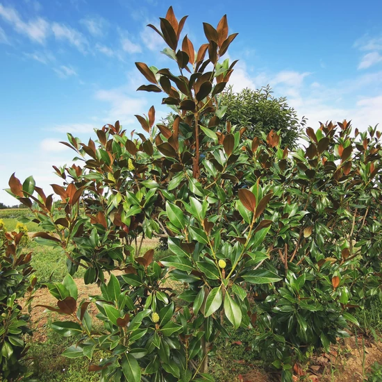 Örökzöld liliomfa MAGNOLIA GRANDIFLORA GALLISONIENSIS 150/175*