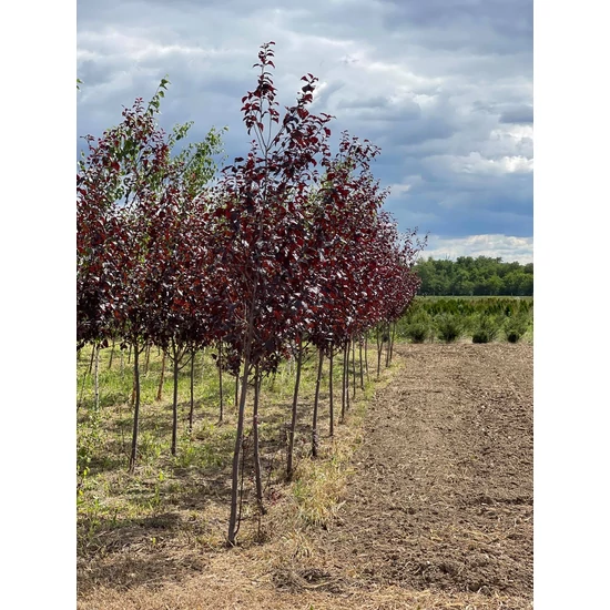 Vérszilva PRUNUS CERASIFERA NIGRA T1/2 200/250*