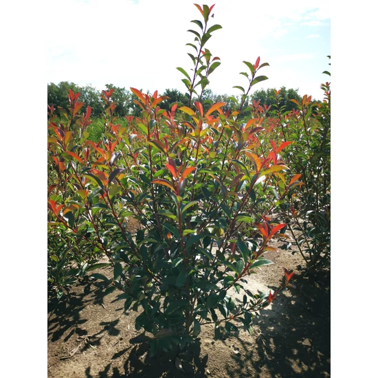Örökzöld korallberkenye   PHOTINIA X FRASERI CARRE ROUGE 60/80*