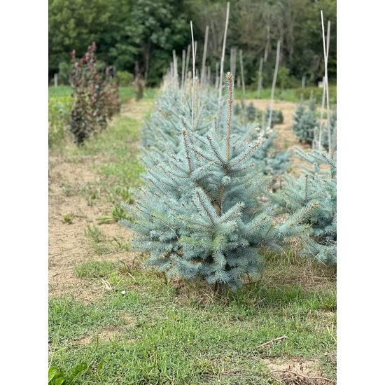 Szúrós luc (ezüstfenyő) PICEA PUNGENS EDITH 100/125*