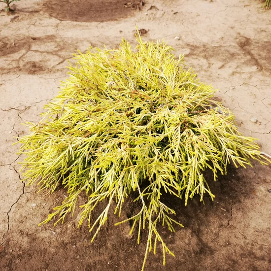 Szavára álciprus CHAMAECYPARIS PISIFERA FILIFERA AUREA 20/30*