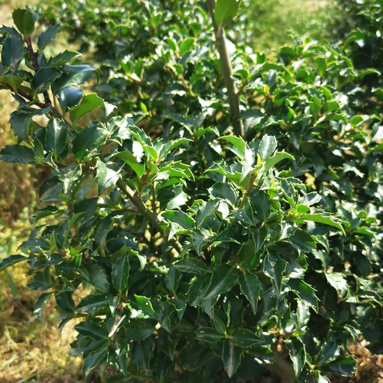 Kékeslevelű magyal ILEX MESERVEAE BLUE PRINCESS 40/60*