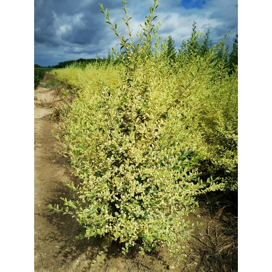 Fagyal LIGUSTRUM IBOTA MUSLI 60/80*