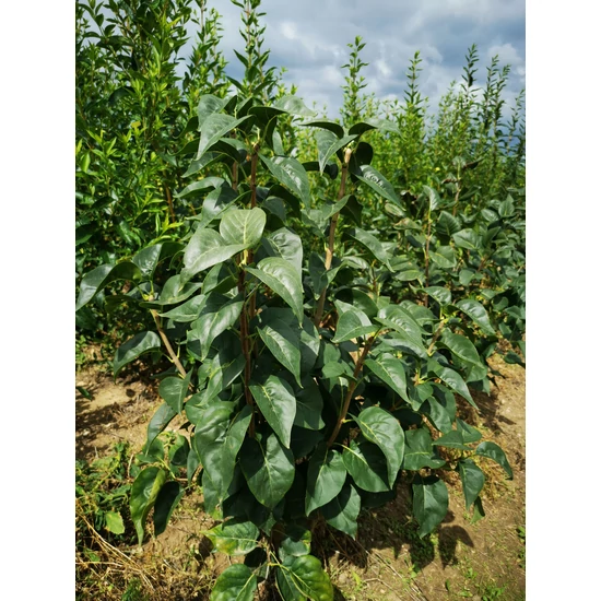 Közönséges orgona SYRINGA VULGARIS KOLCOZNICA 60/80*