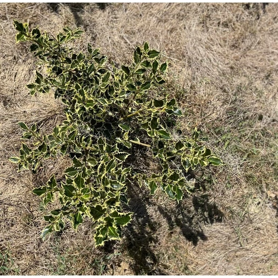 Közönséges magyal ILEX AQUIFOLIUM IZA 20/40*