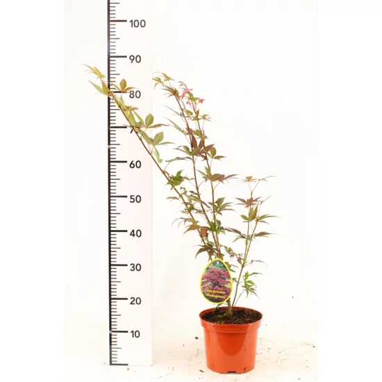 Japán juhar   ACER PALMATUM ATROPURPUREUM 50/60 K3