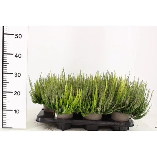 Csarab    CALLUNA VULGARIS BEAUTY LADIES TRIOS 15/20 CS14