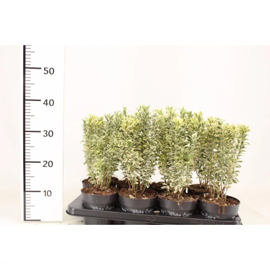 Japán kecskerágó   EUONYMUS JAPONICUS WHITE SPIRE 20/25 CS13
