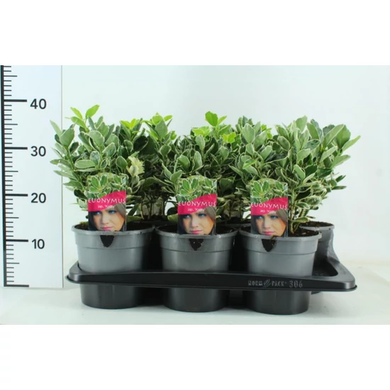 Japán kecskerágó   EUONYMUS JAPONICUS KATHY 25/30 K2,5