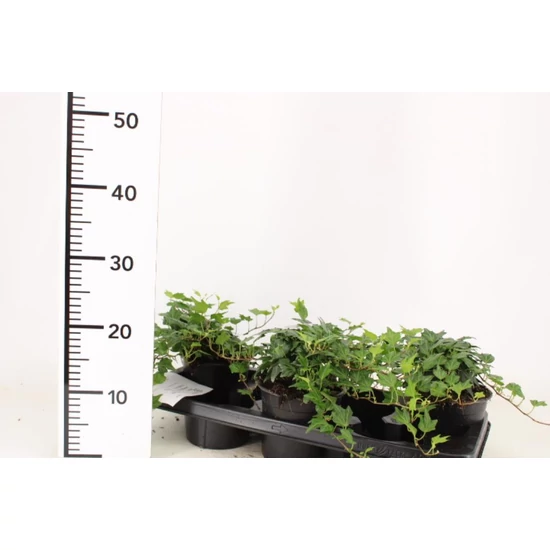 Közönséges borostyán   HEDERA HELIX MAPLE QUEEN 20/25CM CS14