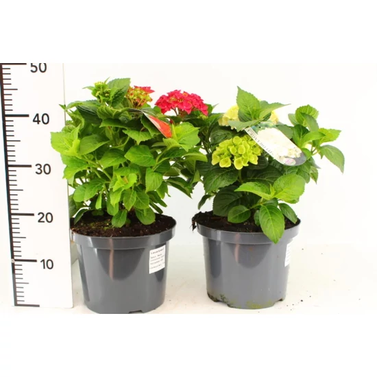 Kerti hortenzia   HYDRANGEA MACROPHYLLA 30/40 4-5 VIRÁG CS23