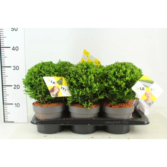 Csipkéslevelű magyal   ILEX CRENATA DARK GREEN 15CM GÖMB K2
