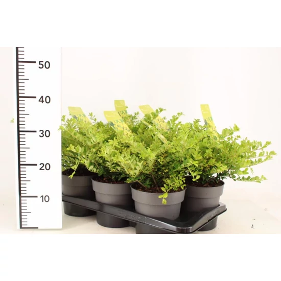 Csipkéslevelű magyal   ILEX CRENATA GOLDEN GEM 20/25 K2