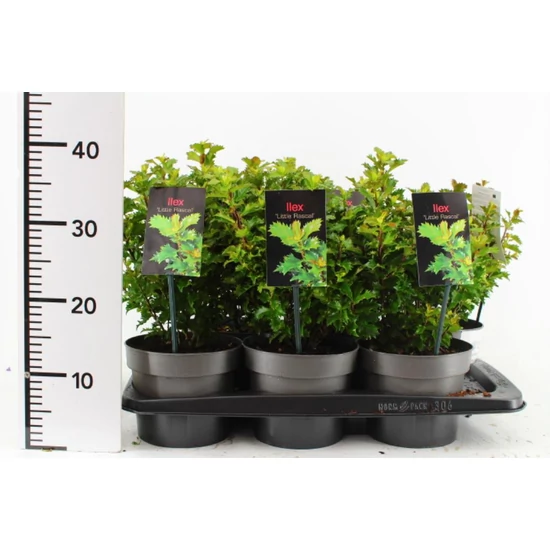 Kékeslevelű magyal   ILEX MESERVEAE LITTLE RASCAL 25/30 CS17