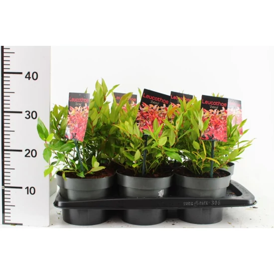 Fürtös hanga   LEUCOTHOE SCARLETTA ZEBLID 20/25 CS17