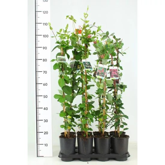 Búbos lonc   LONICERA PERICLYMENUM SEROTINA 80CMK2