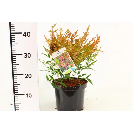 Japán szentfa   NANDINA DOMESTICA GULF STREAM 25/30 K2