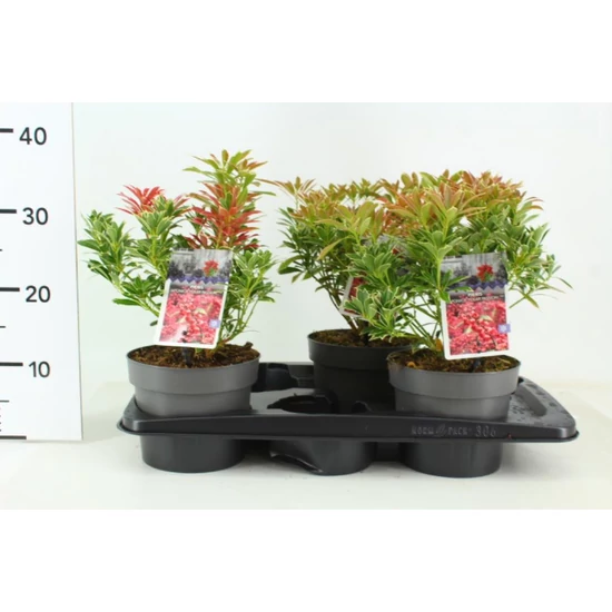 Japán babérhanga   PIERIS JAPONICA POLAR PASSION 25/30 K2
