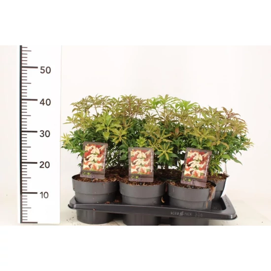 Japán babérhanga   PIERIS JAPONICA MOUNTAIN FIRE 25/35 K2