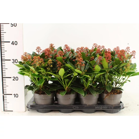 Japán dérbabér   SKIMMIA JAPONICA RUBELLA 35/40 CS13