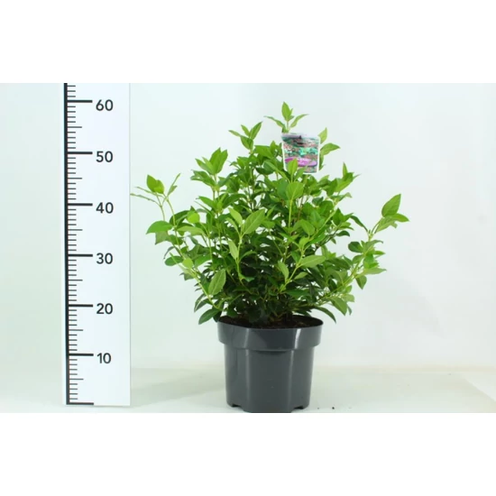 Téli bangita   VIBURNUM TINUS 30/40 K4,5