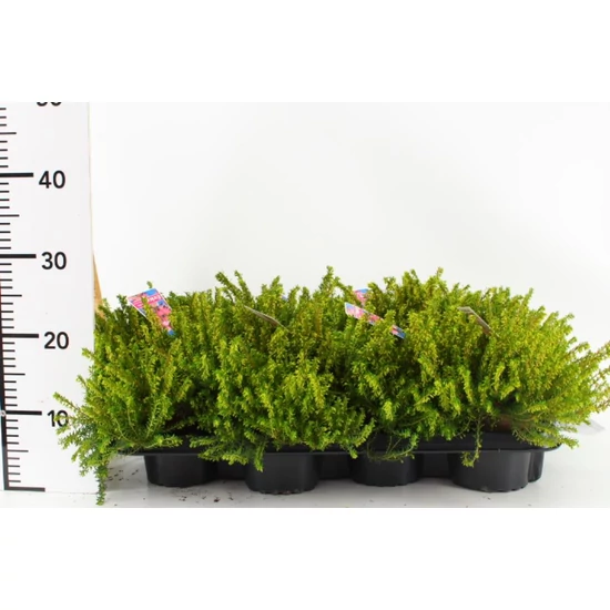 Alpesi hanga   ERICA DARLEYENSIS 'DARLEY DALE' 15/25 CS15