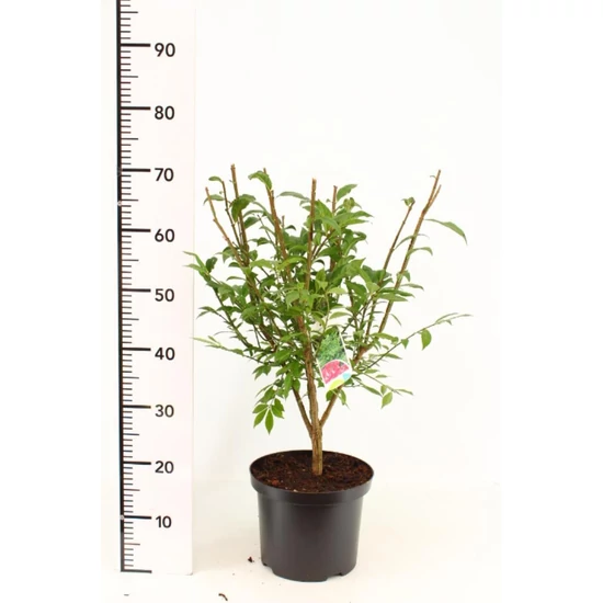 Szárnyas kecskerágó   EUONYMUS ALATUS COMPACTUS 60/+ K10