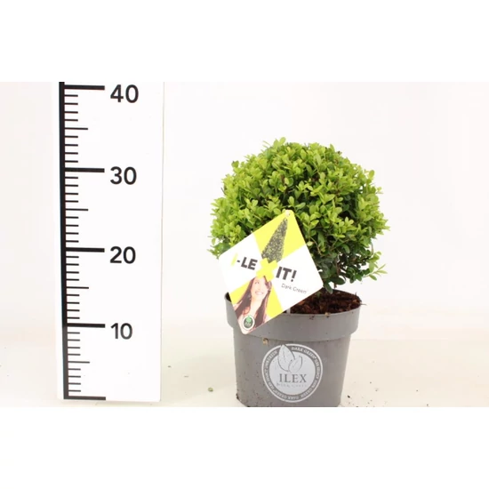 Csipkéslevelű magyal   ILEX CRENATA DARK GREEN 20/+ GÖMB K3