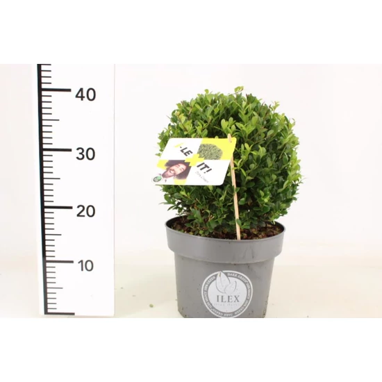 Csipkéslevelű magyal   ILEX CRENATA DARK GREEN 25/+ GÖMB K5