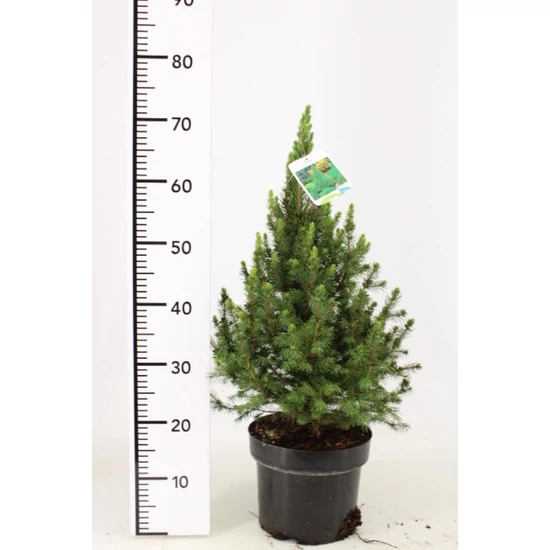 Cukorsüvegfenyő    PICEA GLAUCA CONICA 50/60 K5