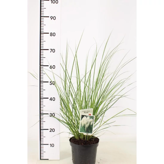 Törpe pampafű PUMILA 20/40 CS19  