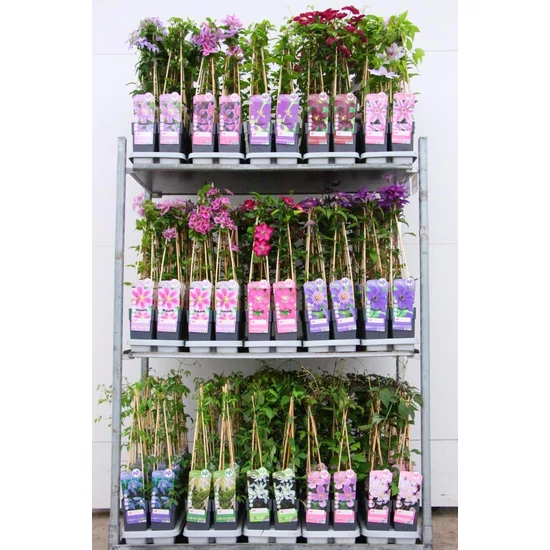Kerti iszalag   CLEMATIS FAJTÁK 50/70 CS15
