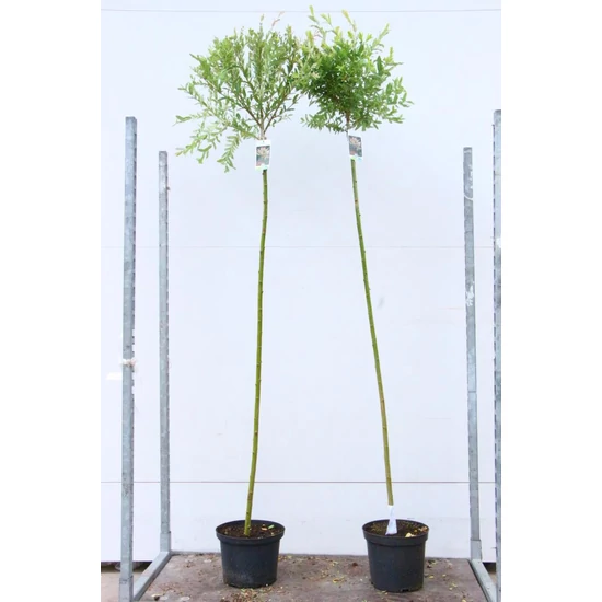 Tarkalevelű japán fűz  SALIX INTEGRA HAKURO-NISHIKI T150 Cs26