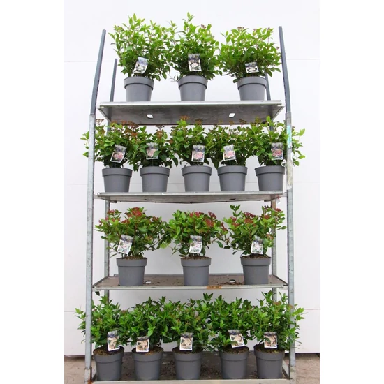 Téli bangita   VIBURNUM TINUS FAJTÁK 30/40 K4,5