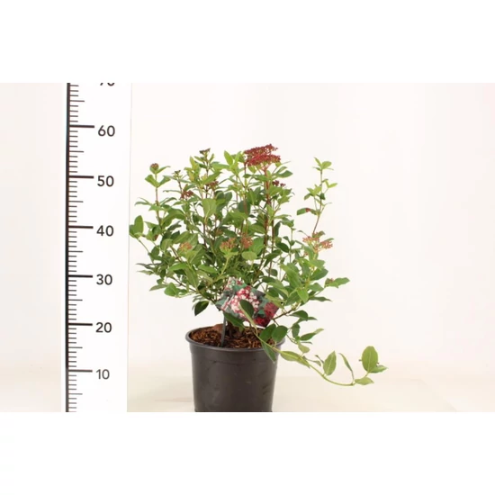 Téli bangita   VIBURNUM TINUS GWENLLIAN 30/40 K5