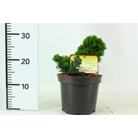 Hinoki hamisciprus   CHAMAECYPARIS OBTUSA NANA GRACILIS K3
