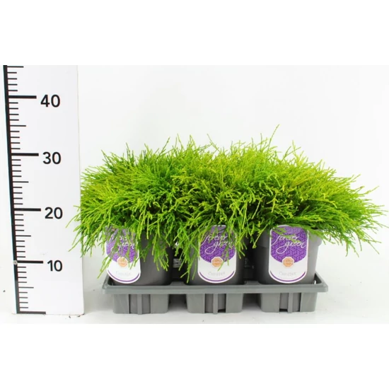 Aranyszínű szavára hamisciprus  CHAMAECYPARIS PISIFERA SUNGOLD 20/25 K2