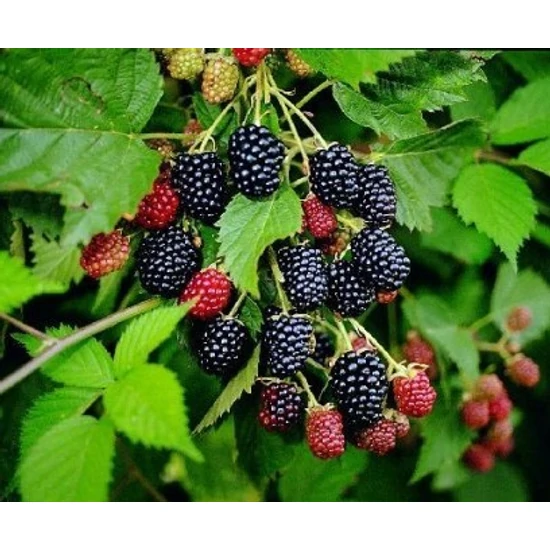 Cacanska bestrina tüskétlen szeder RUBUS FRUTICOSA CACANSKA BESTRINA K3